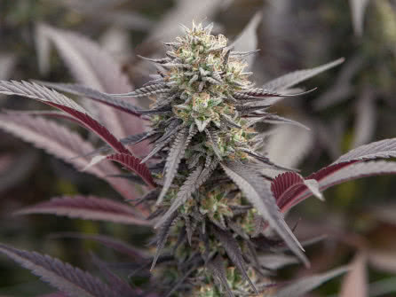 Purple Punch strain plant growing outdoors, purple foliage