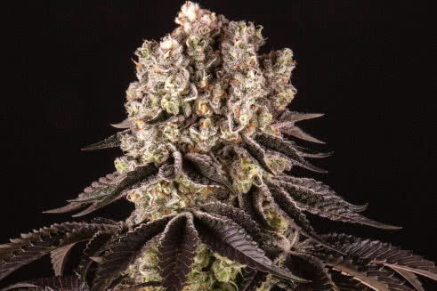 purple punch strain plant by barneys farm