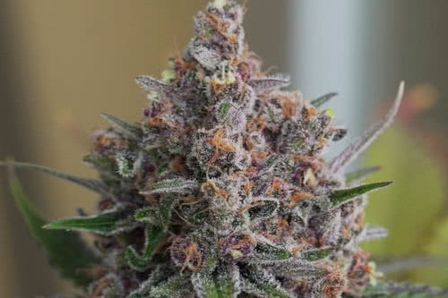 purple queen strain plant by royal queen seeds