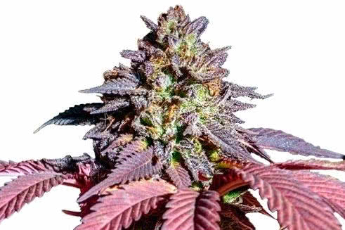 purple queen strain plant by royal queen seeds
