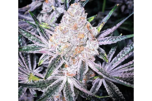 purple sunset rbx2 strain plant by ethos genetics