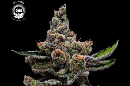 purple tangie twist strain plant by green bodhi