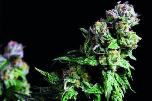 purple urkle strain by pyramid seeds