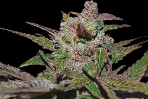 purple wreck strain by dna genetics