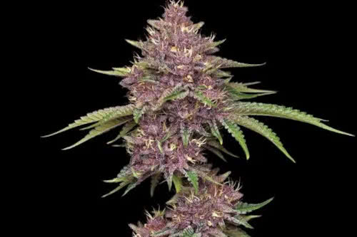 purpz strain plant by humboldt seed company