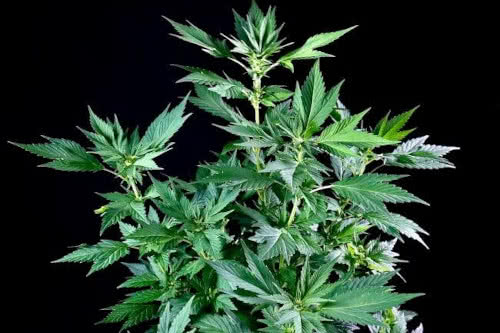 quackberry rose strain by terpyz mutant genetics