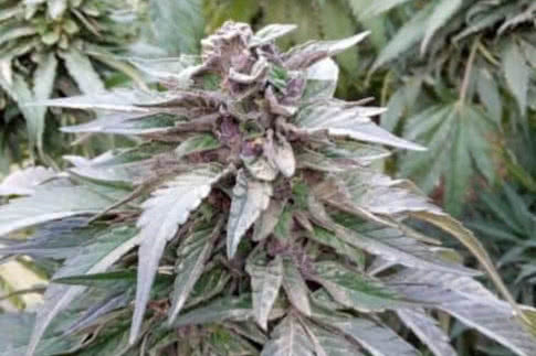 quetta city landrace strain by landrace warden