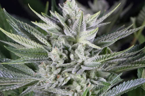 quick gorilla glue fem seeds by dinafem