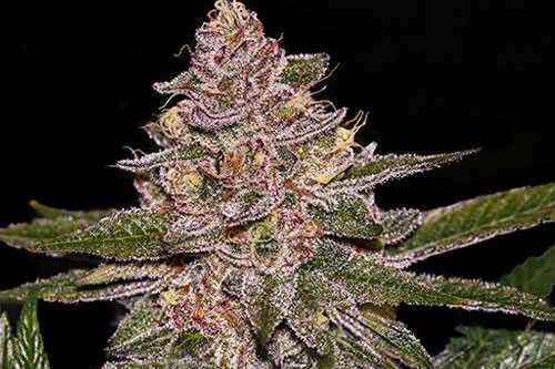 radical juice auto strain by ripper seeds