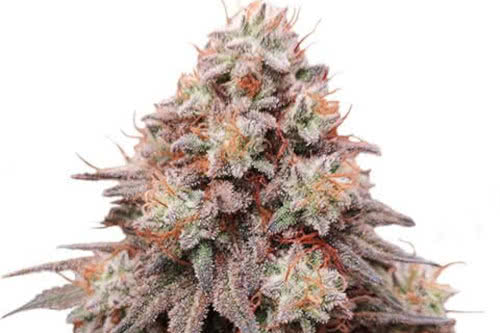 rainbow glue strain plant by ilgm