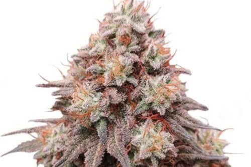 rainbow glue strain by ilgm