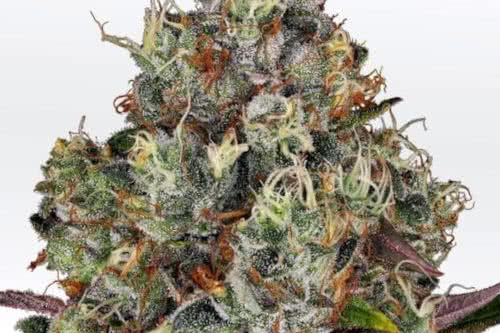 rainbow road by paradise seeds