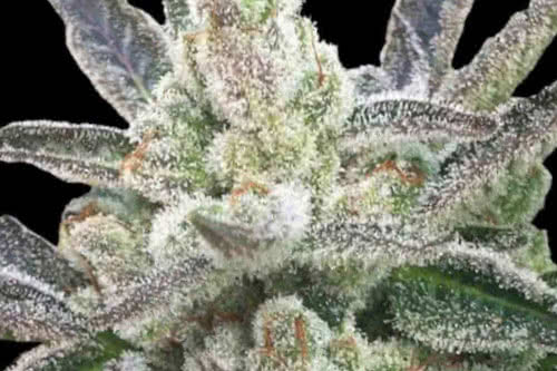 rare hindu feminized seeds by rare dankness