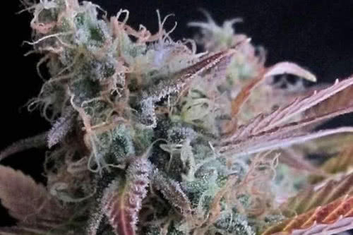 raspberry cough strain by nirvana seeds