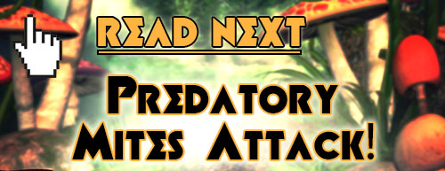 read next on the blog predatory mites