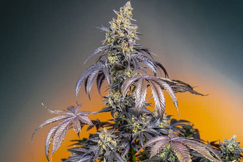 red gorilla girl xl auto strain plant by sweet seeds