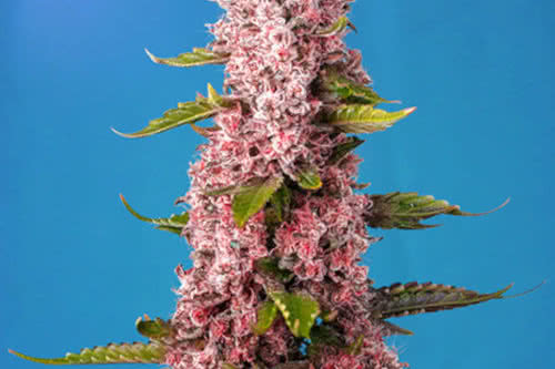 red hot cookies auto by sweet seeds