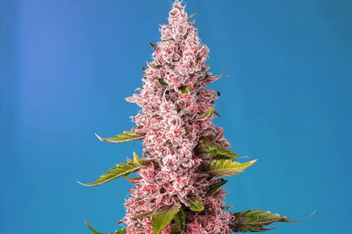 red hot cookies strain plant by sweet seeds