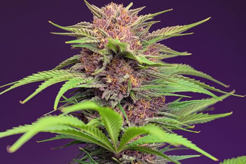 red mimosa xl auto strain by sweet seeds