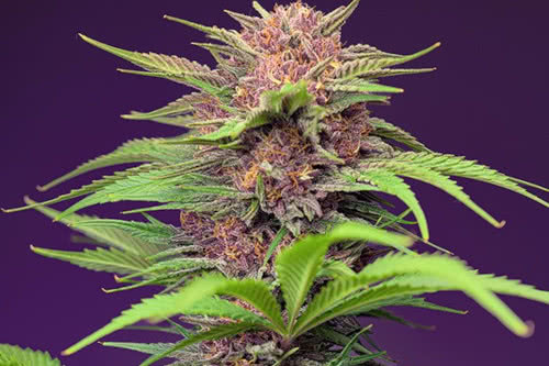 red mimosa xl auto strain plant by sweet seeds