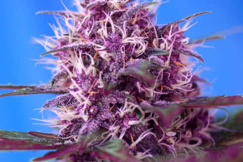 red poison auto strain plant by sweet seeds