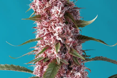 red pure cbd auto low thc strain