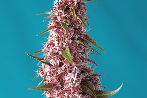 red pure cbd auto medical strain by sweet seeds