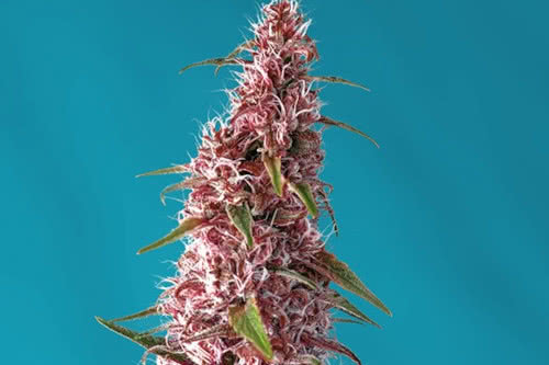 red pure cbd auto strain plant by sweet seeds