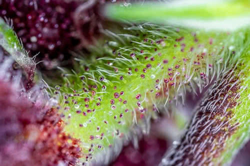 red pure cbd auto strain plant by sweet seeds