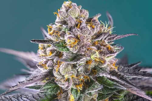 red strawberry banana auto strain plant by sweet seeds