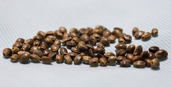 regular cannabis seeds USA