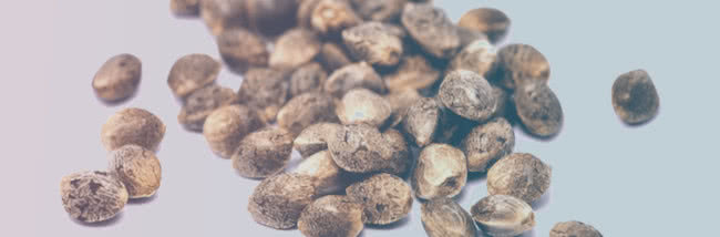 regular vs feminized seeds closeup cover