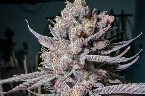 ripe strain plant by solfire gardens