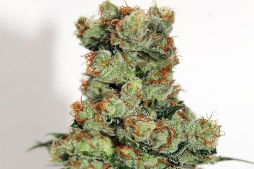 ripper badazz strain by ripper seeds