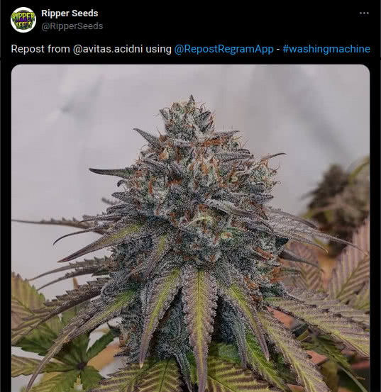 ripper seeds, tweet of washing machine strain plant