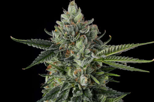 rose gold rackz strain plant by compound genetics