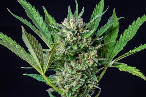 royal dwarf auto strain plant by royal queen seeds