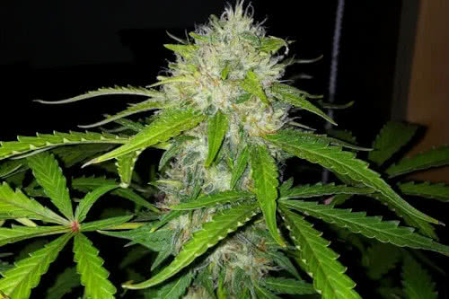 royal dwarf auto strain plant by royal queen seeds