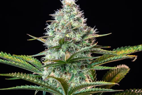 royal runtz strain plant by royal queen seeds