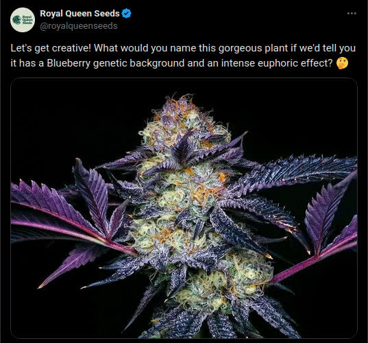 colorful blueberry cannabis plant, tweet by royal queen seeds