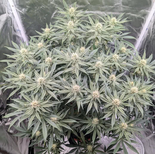 green gelato, royal queen seeds, grown by reddit user