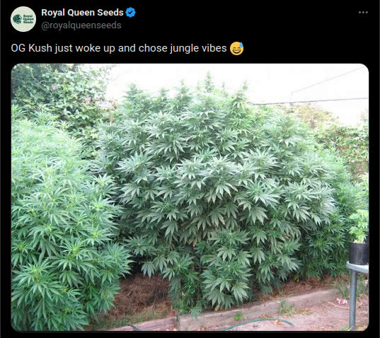 og kush outdoor plant, tweet by royal queen seeds