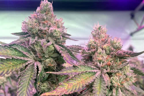 rs11 x banana og high thc plant by barneys farm