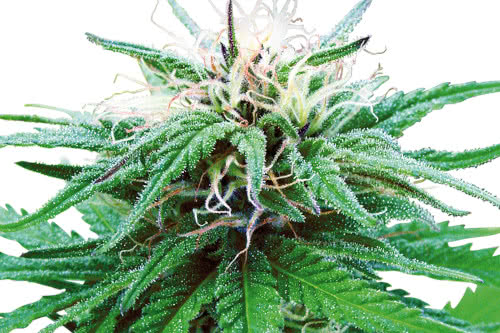 ruderalis indica strain by sensi seeds