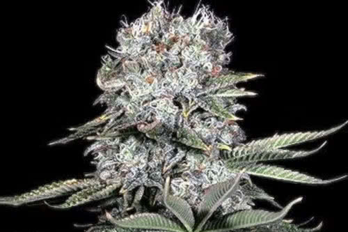 runtz 13 strain by g13 labs