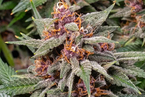 runtz auto strain by barneys farm