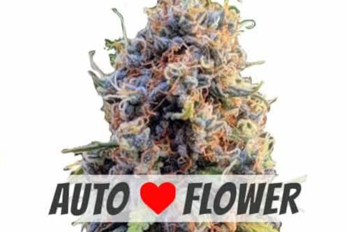 runtz auto strain by ilgm