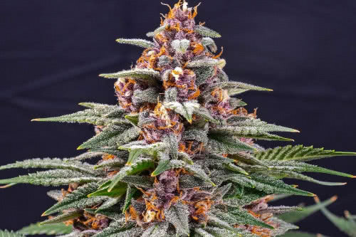 runtz auto strain indoor cannabis plant