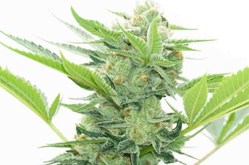 runtz autoflower strain by homegrown cannabis