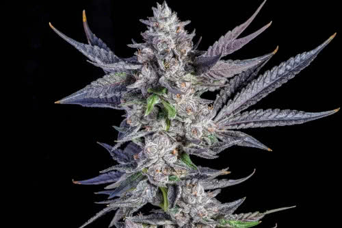 runtz carlton strain plant by compound genetics